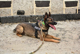 K9 - Heavy Duty Lead